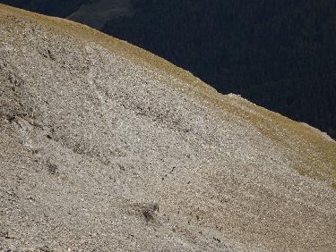 Chamois en versant sud-est de Valaoute