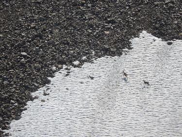 Chamois sous la Pointe de Serre