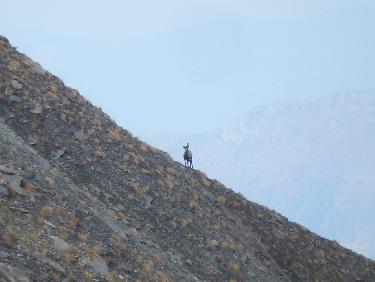 Chamois sous le Barle
