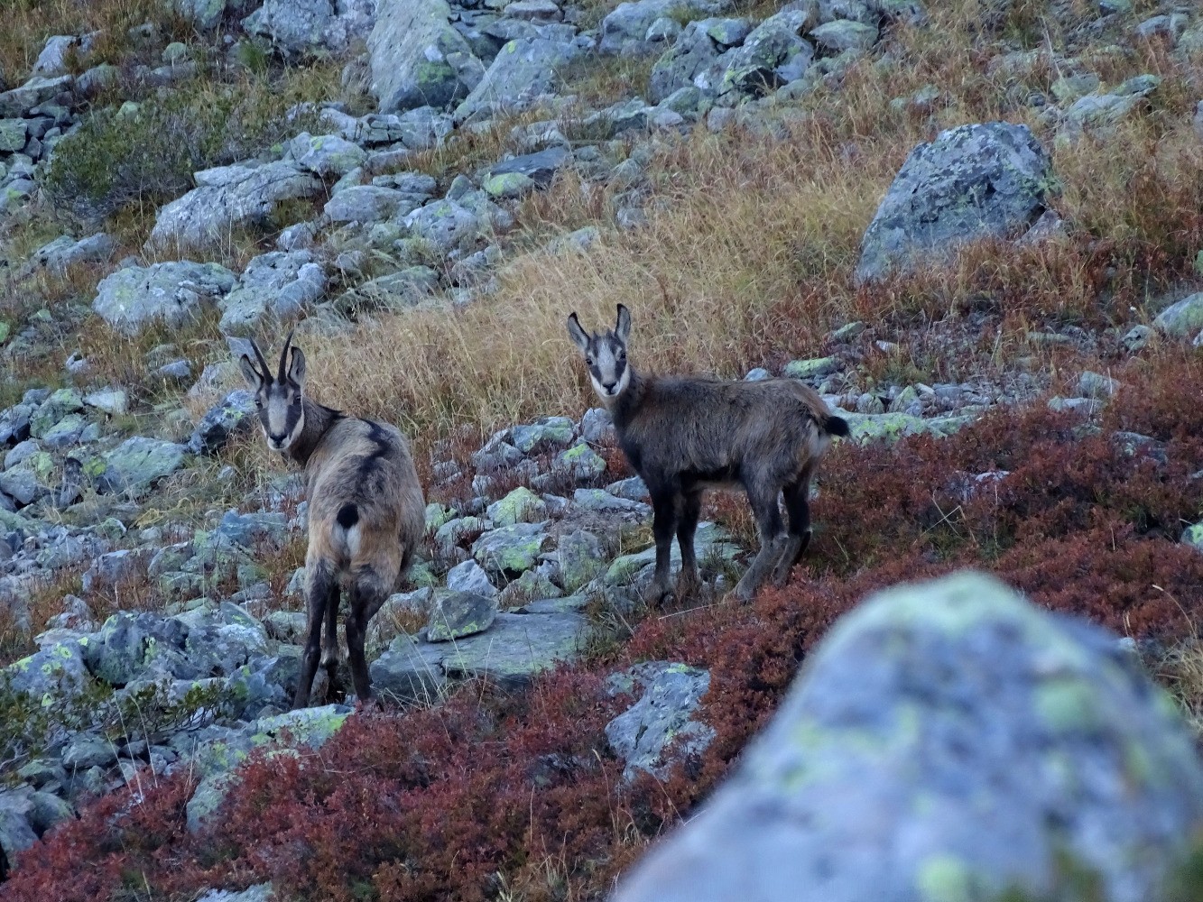 Chamois sous le col de la Petite Vaudaine