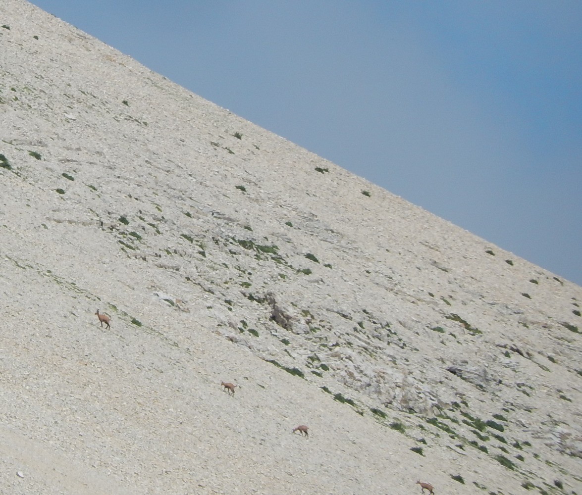 Chamois sous le col du Rougnou