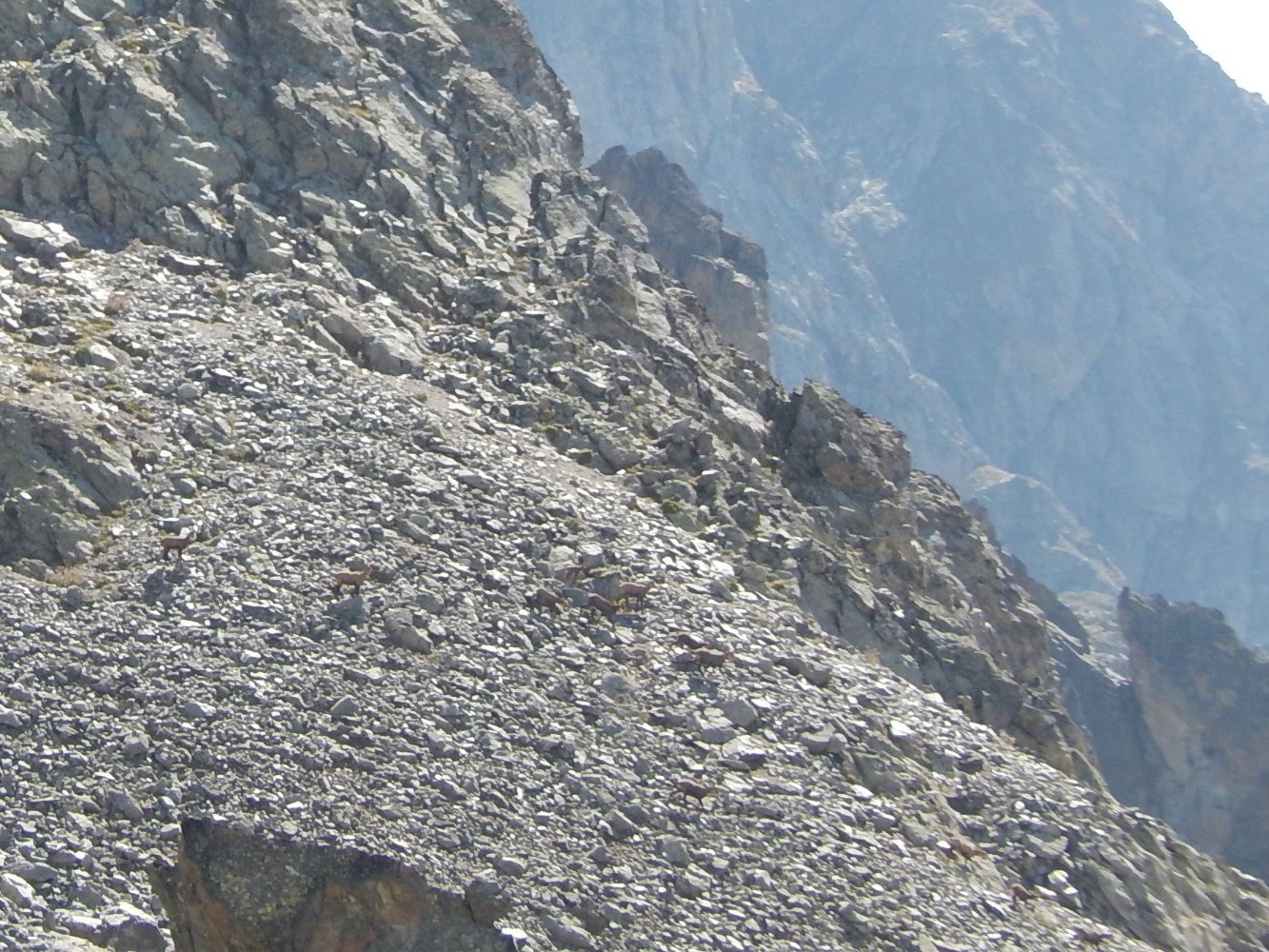 Chamois sous le pic de Dormillouse