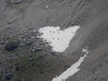 Chamois sur la montagne de Faraut