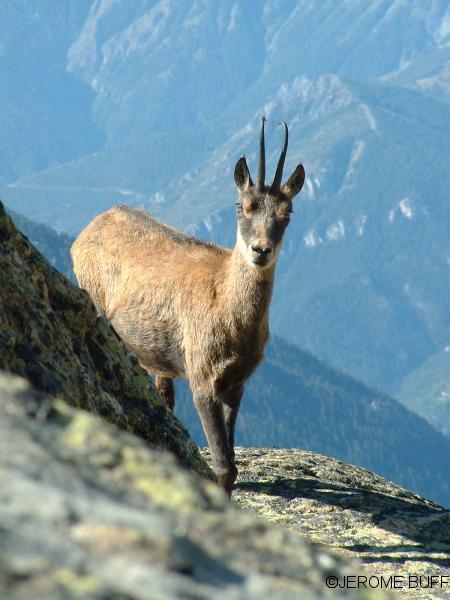 chamois