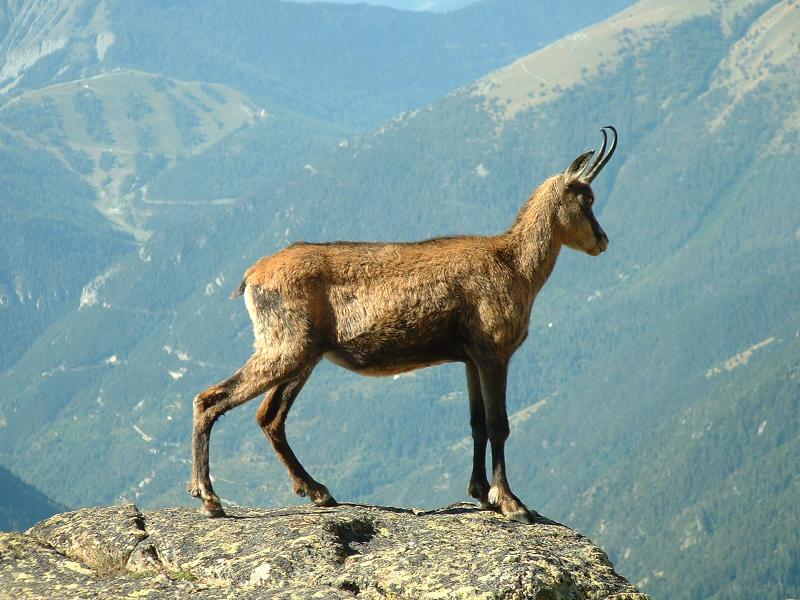 chamois