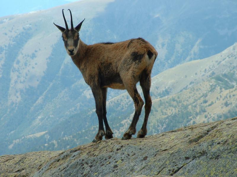 chamois