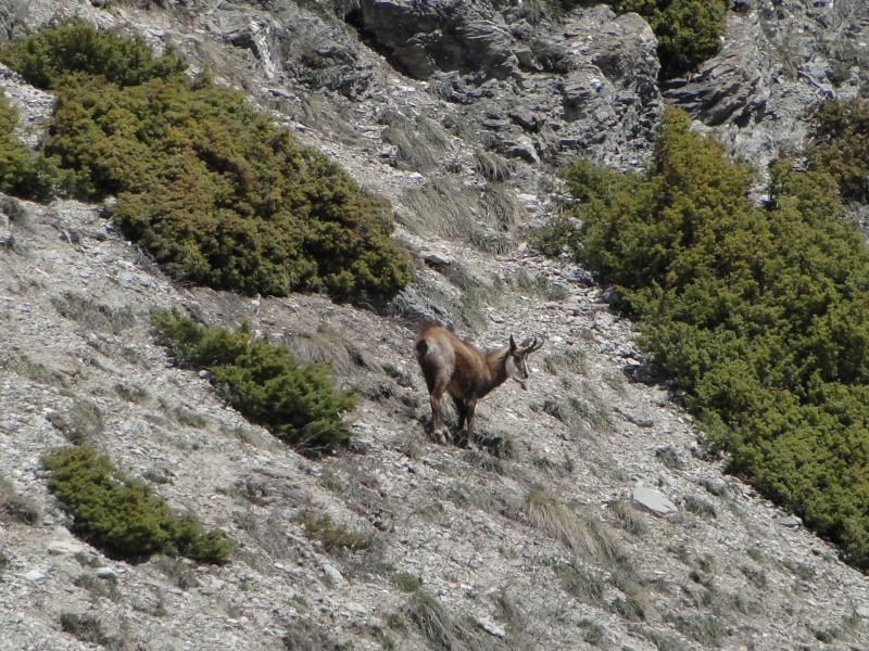 chamois
