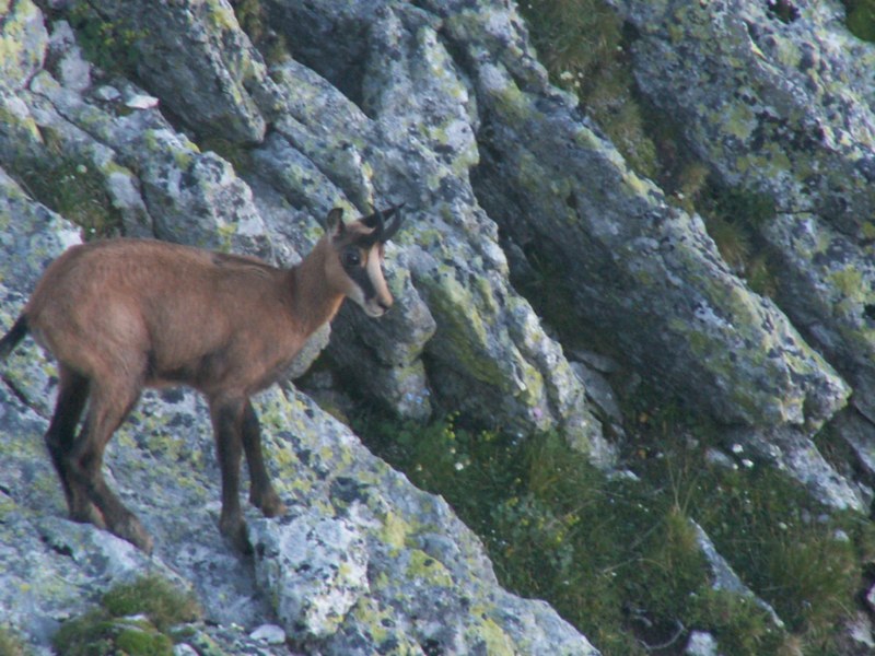 chamois