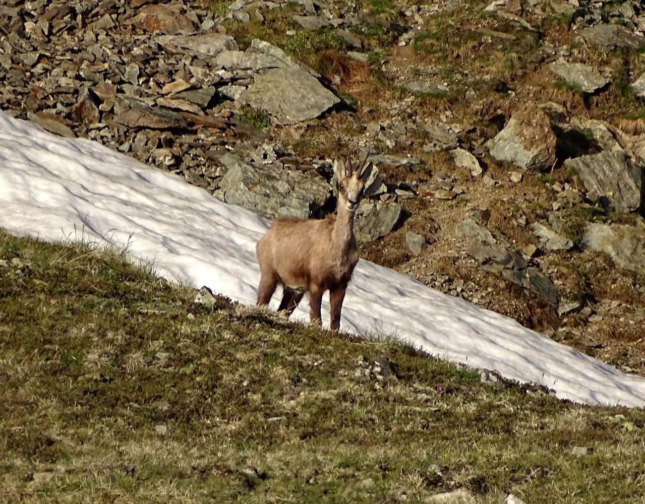 Chamois
