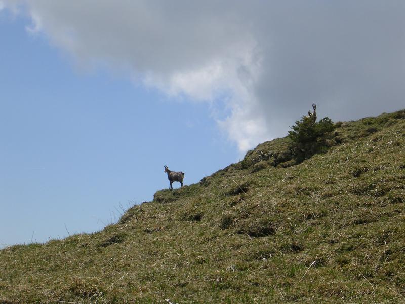 chamois
