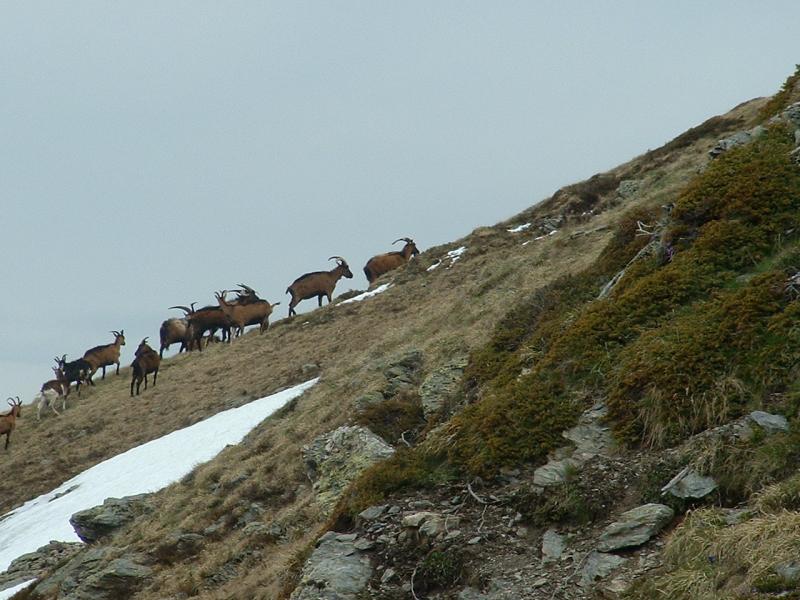 chamois