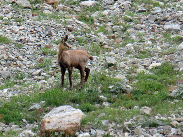 chamois