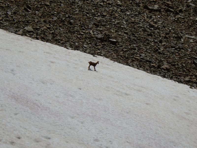 chamois au Lac le Laus