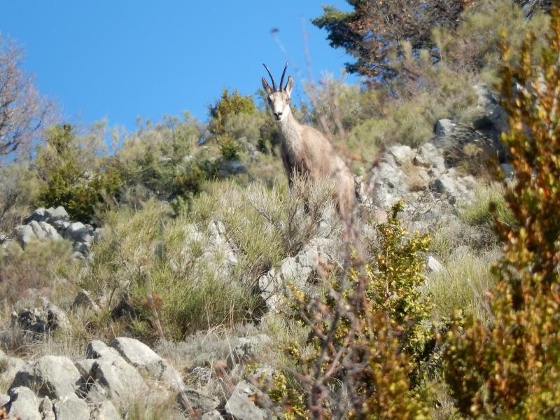 chamois dans la montée à Champérus