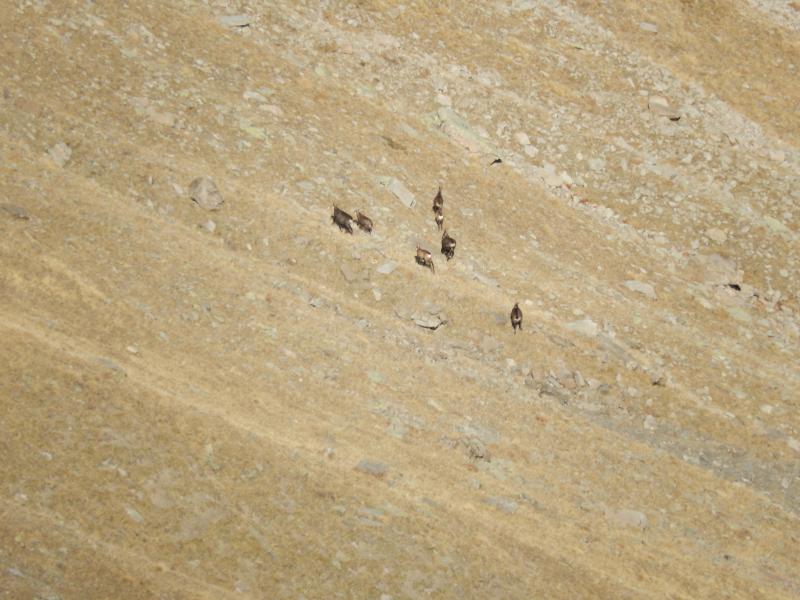 chamois dans le Vallon de la Vieille Selle