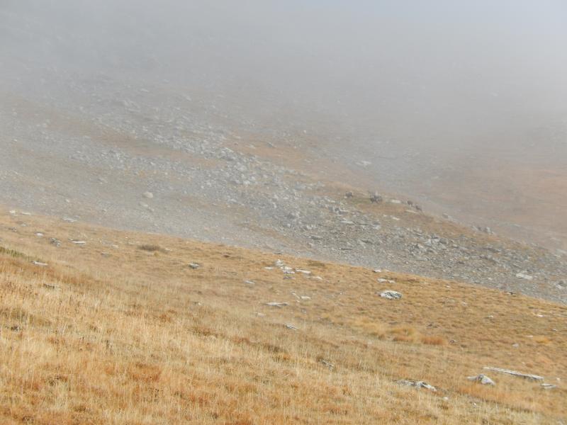 chamois dans le brouillard