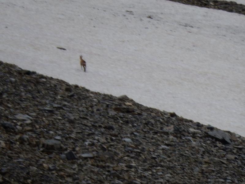 chamois dans le vallon de la Selle