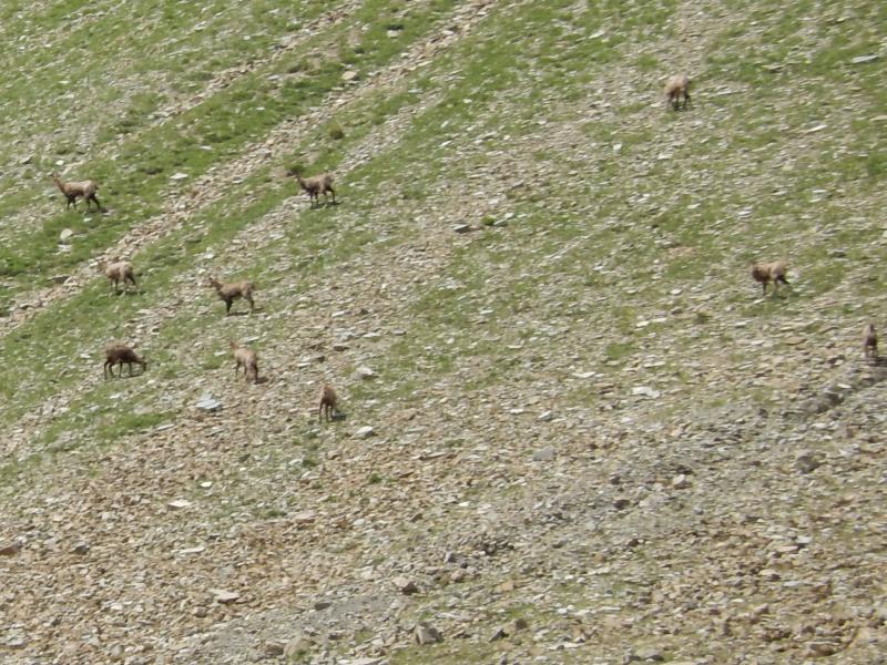 chamois dans le vallon de la Selle