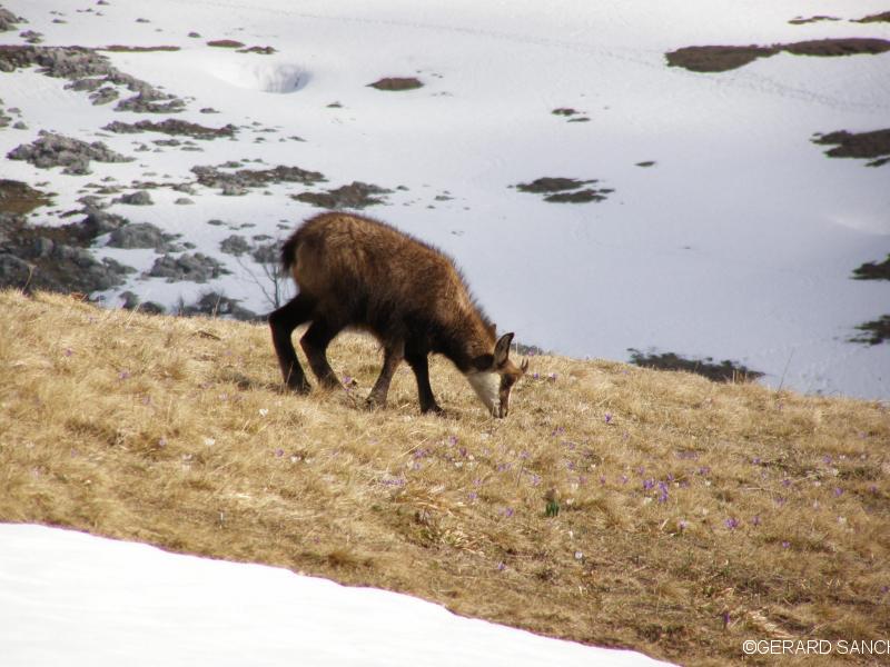 chamois de chartreuse