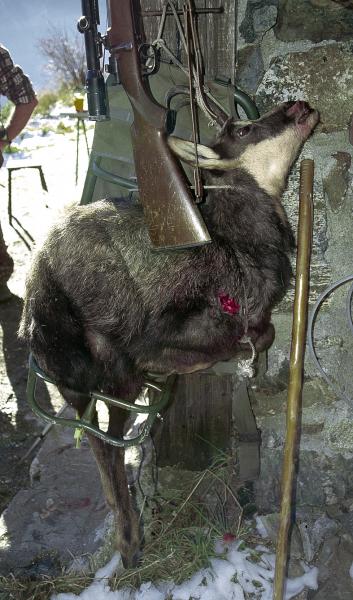 chamois mort à la Petite Vaudaine
