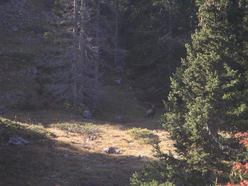 chamois prêt à s'enfuir!