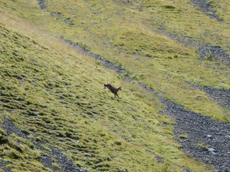 chamois sous la Tête de la Vieille
