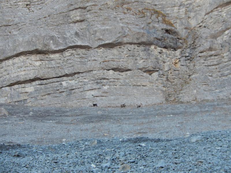 chamois sous le Sommet du Chamois
