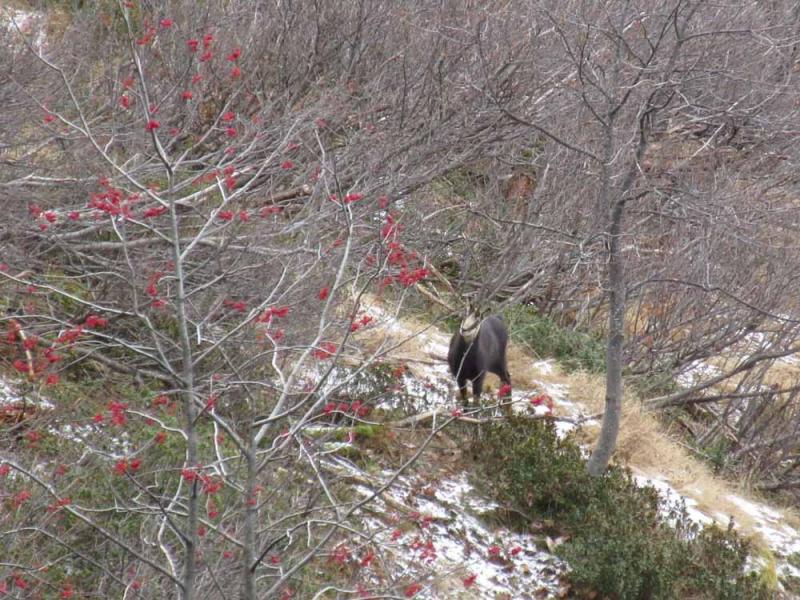 chamois sur le chemin vers le refuge Jean Collet