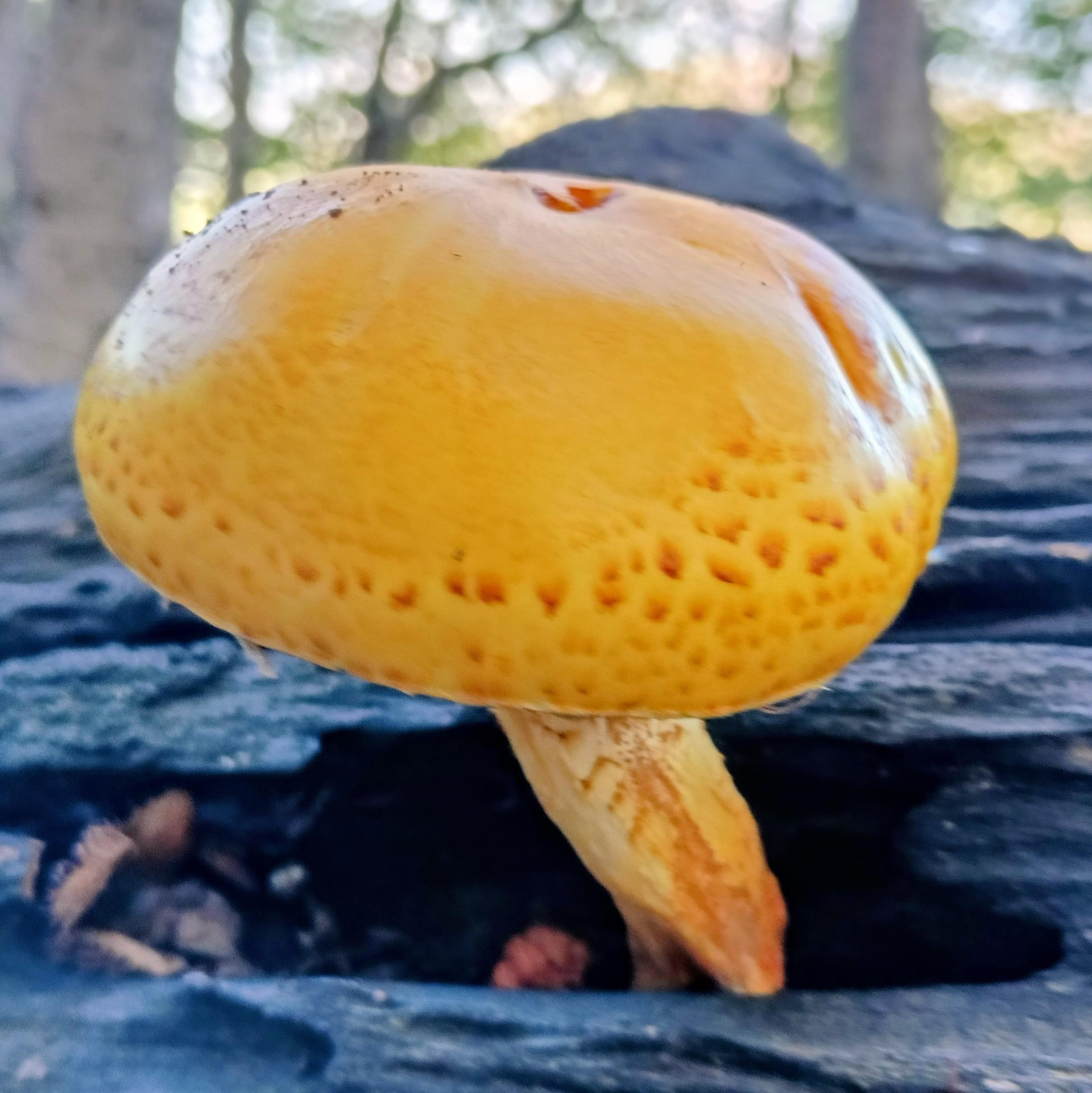 Champignon jaune