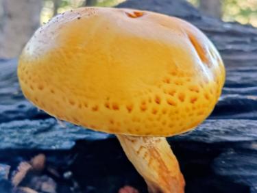 Champignon jaune