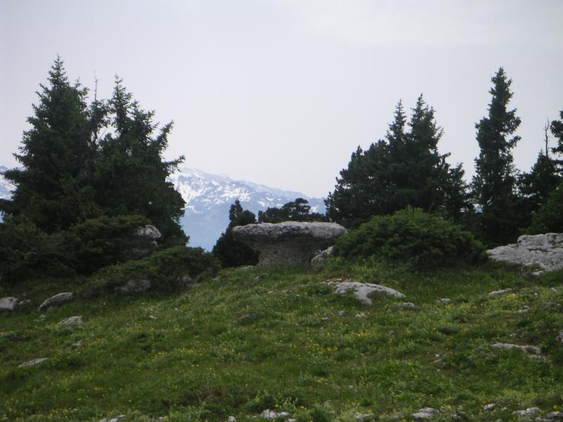 champignon