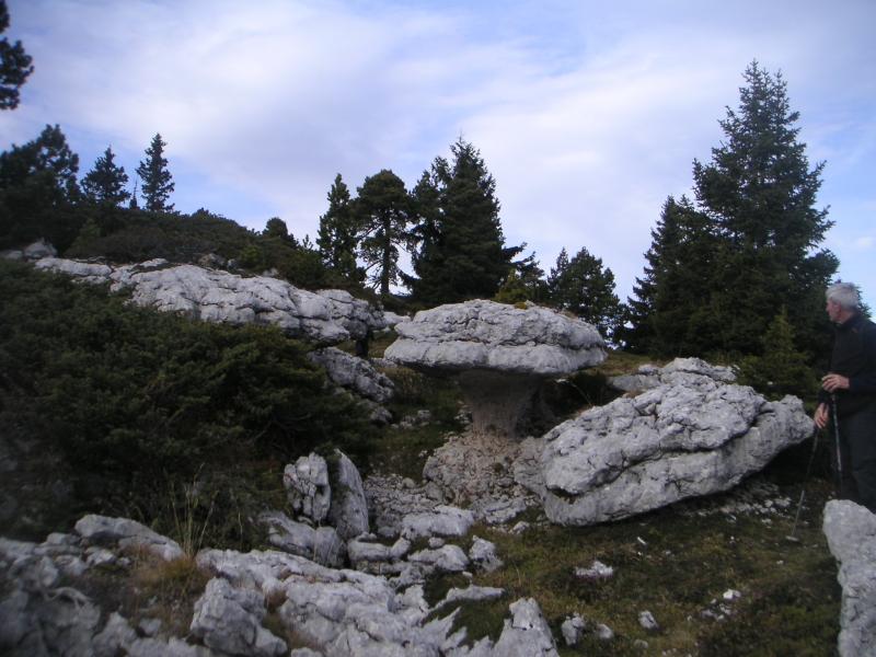 champignon