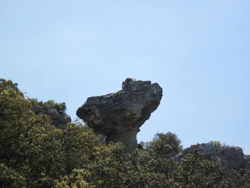 champignon rocheux