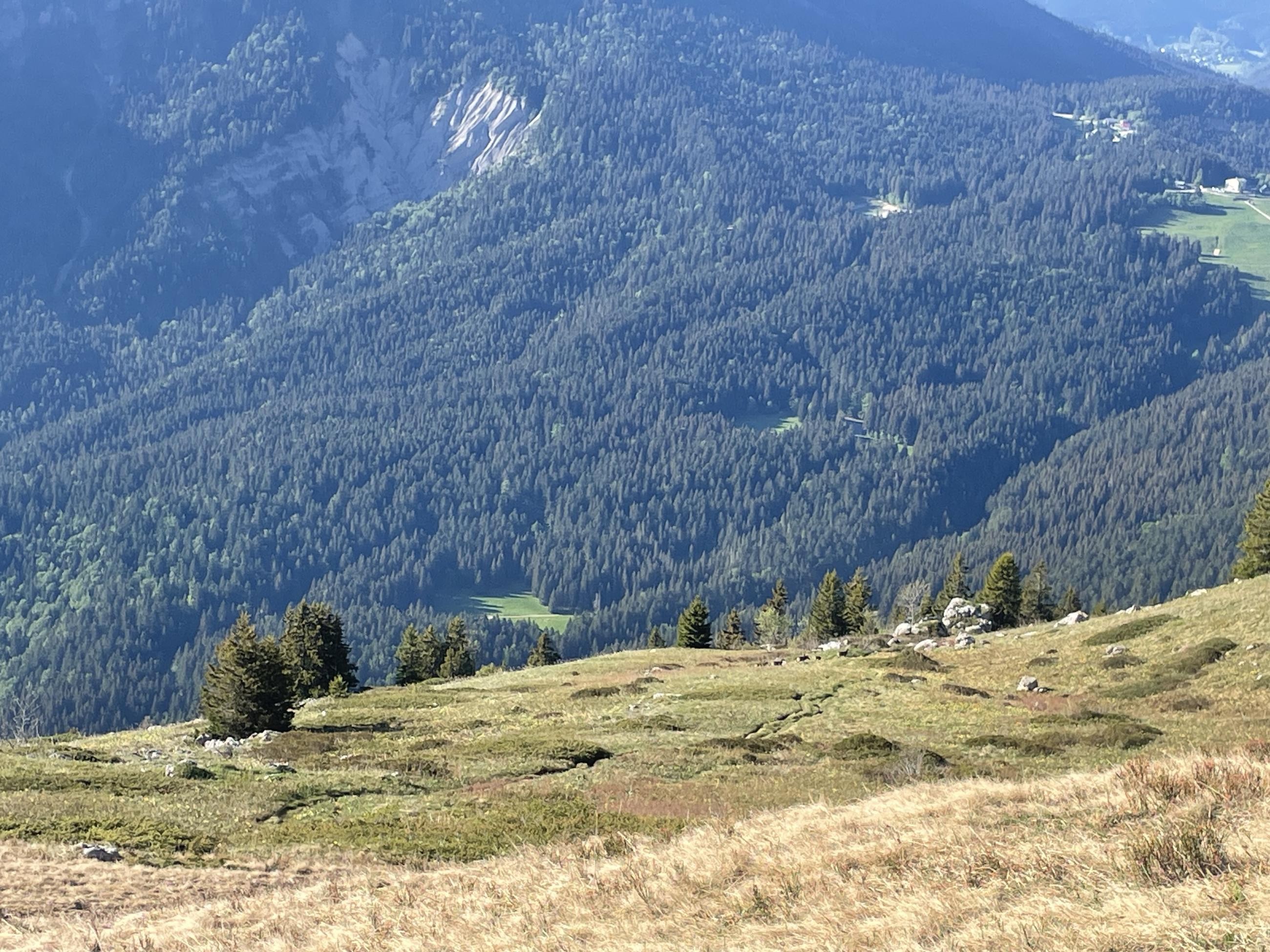Une harde de chamois passe ... 
