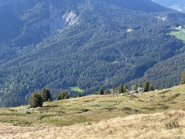 Une harde de chamois passe ... 