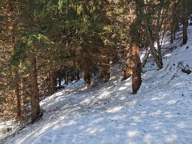 Chemin dans la forÃªt