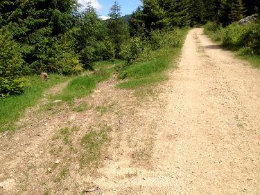 Chemin de descente de la large piste