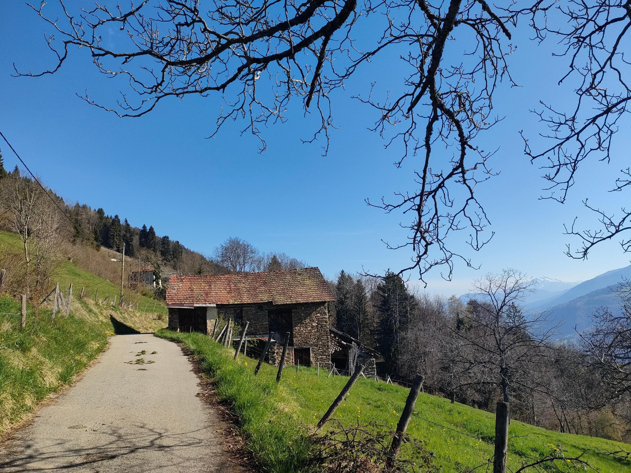 Le chemin des déracinés 