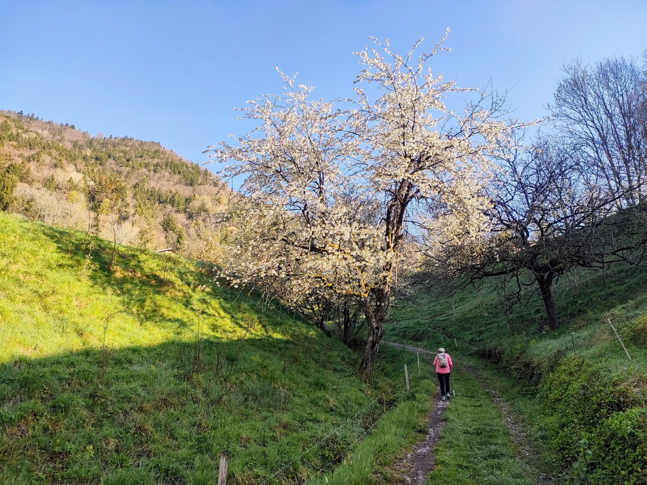 Le chemin des déracinés 