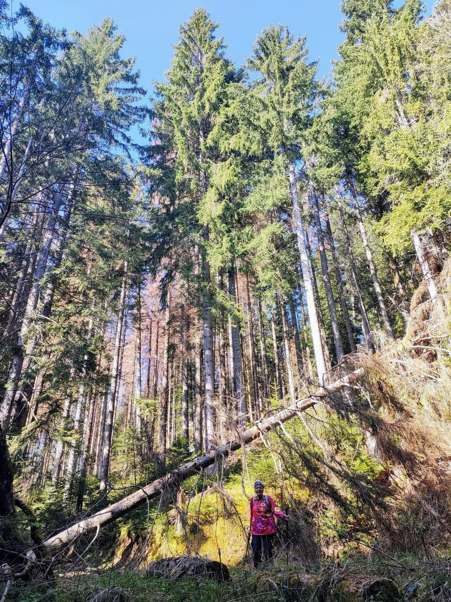 Le chemin des déracinés 