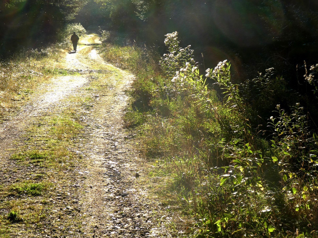 Chemin forestier de la Pierre des Vents