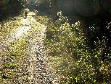 Chemin forestier de la Pierre des Vents