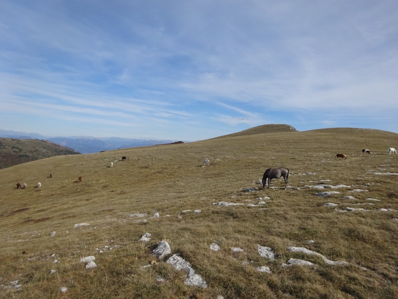 Chevaux sur la montagne de Mare