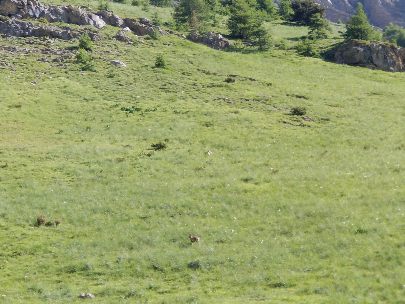 Chevreuil dans le vallon du Couleau