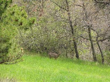 chevreuil en bordure de forÃªt