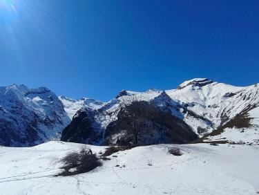 Les chevreuils du paradis
