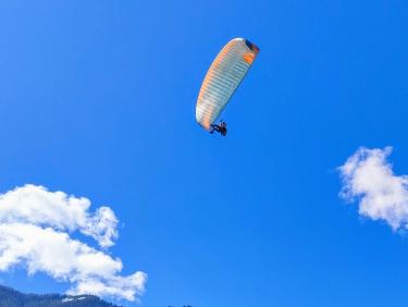 Les chevreuils du paradis