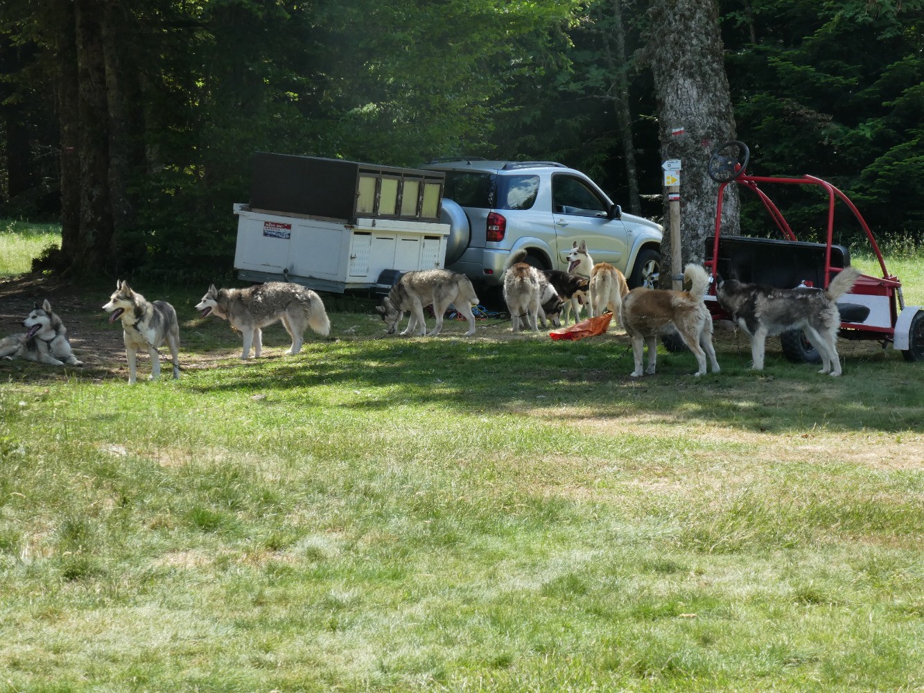 chiens de traÃ®neau avant la course