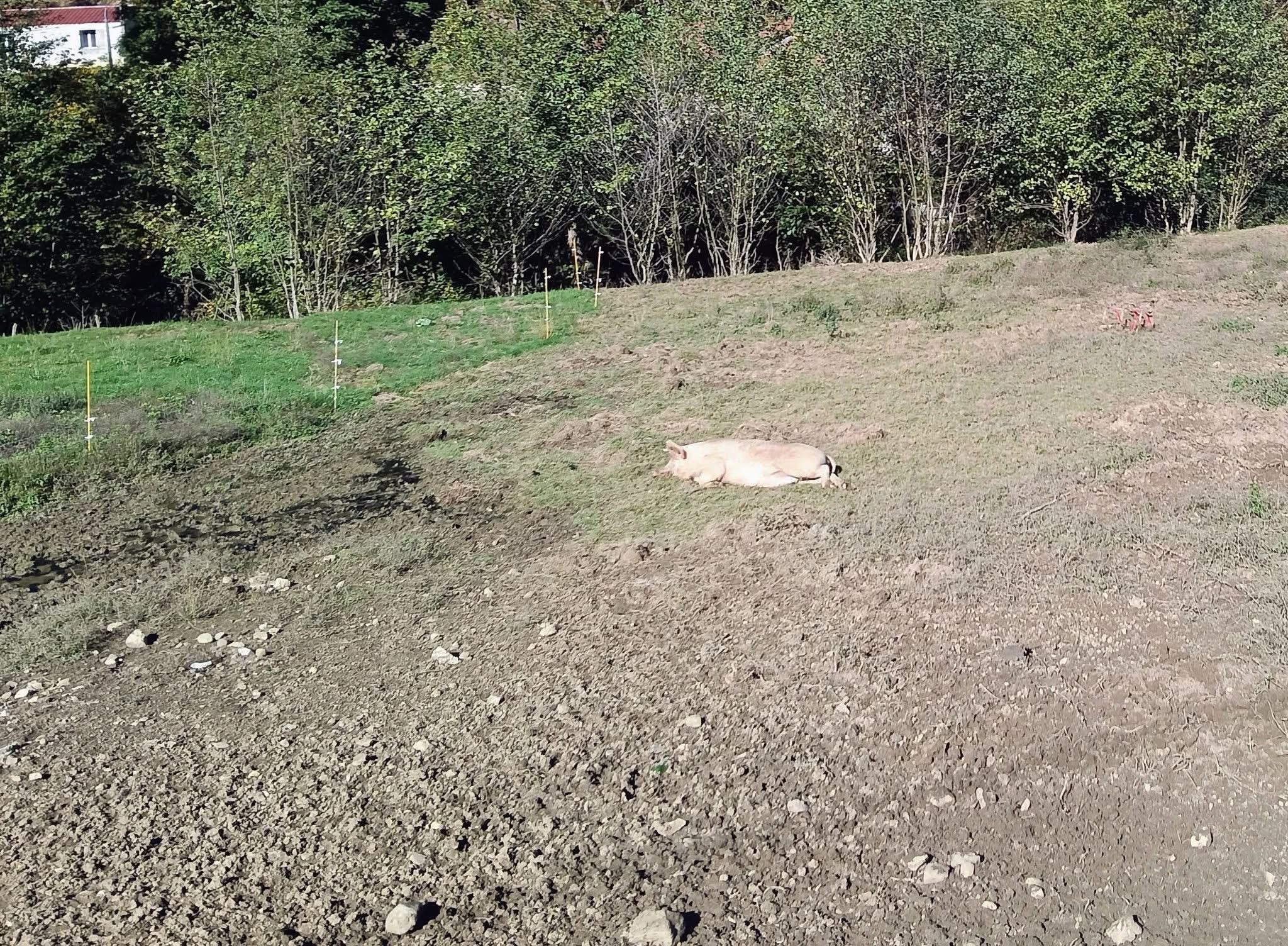Cochon pas encore en saucisson 