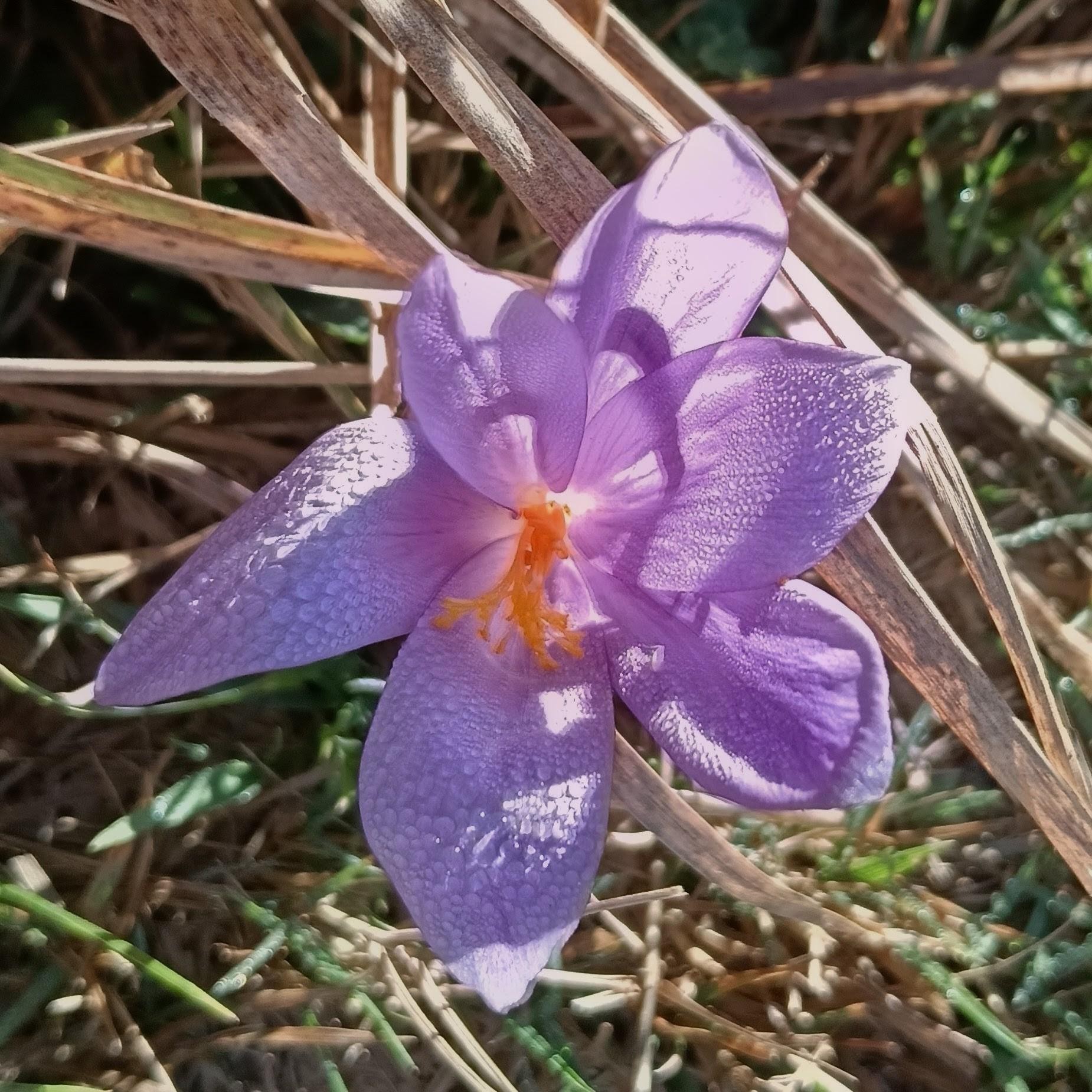 Colchiques dans les prés 